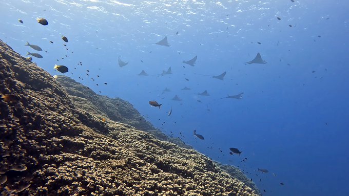 世界一の透明度で潜る！心も体も抜け殻になったサイパン・ロタダイビング