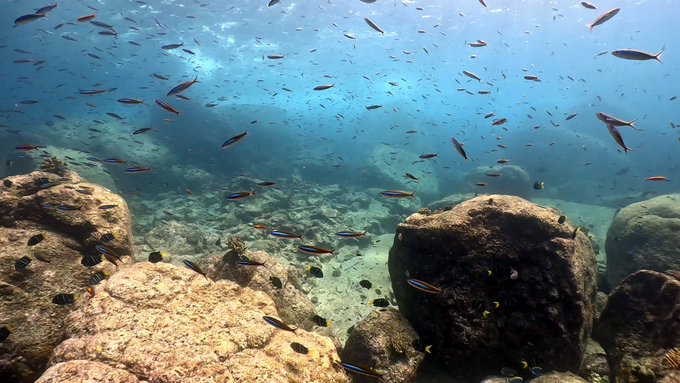 シミランで初めてのダイビングクルーズ!リチェリューロックの魚影がすごすぎる