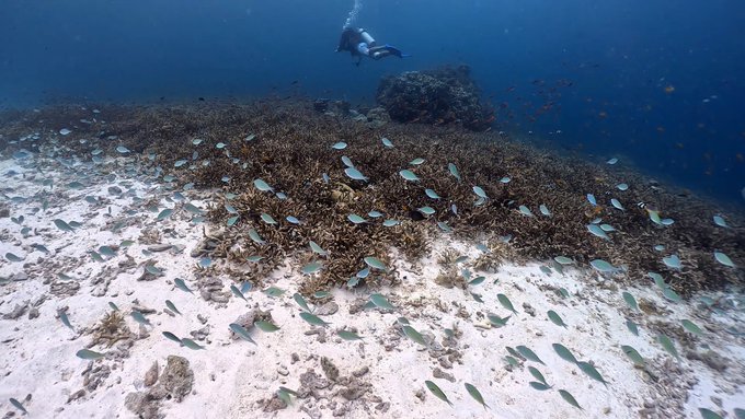 シミランで初めてのダイビングクルーズ!リチェリューロックの魚影がすごすぎる