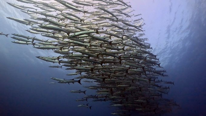 シミランで初めてのダイビングクルーズ!リチェリューロックの魚影がすごすぎる