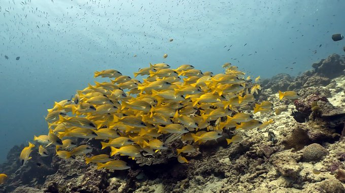 シミランで初めてのダイビングクルーズ!リチェリューロックの魚影がすごすぎる