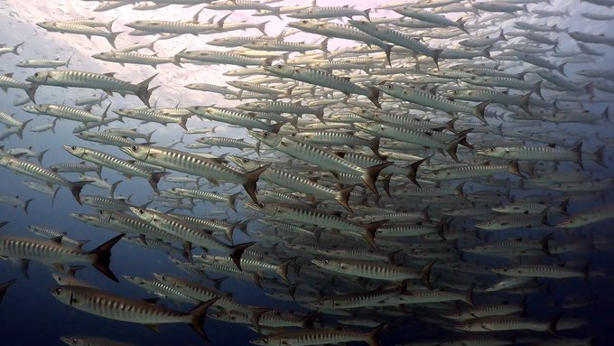 シミランで初めてのダイビングクルーズ!リチェリューロックの魚影がすごすぎる