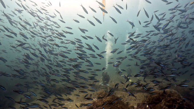 シミランで初めてのダイビングクルーズ!リチェリューロックの魚影がすごすぎる