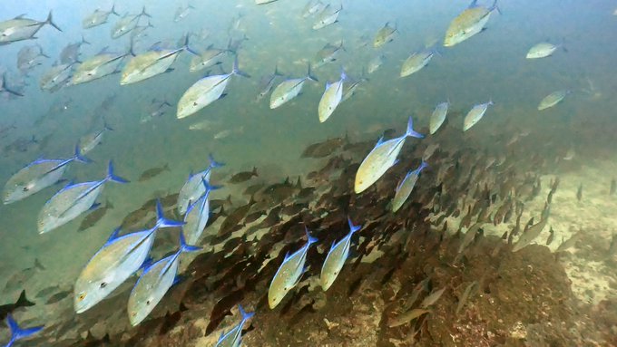 シミランで初めてのダイビングクルーズ!リチェリューロックの魚影がすごすぎる