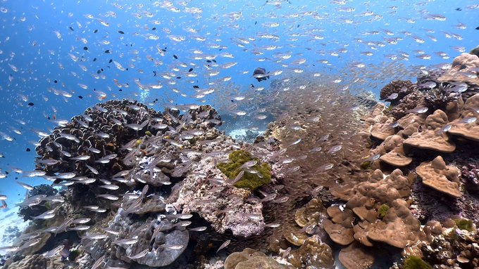 シミランで初めてのダイビングクルーズ!リチェリューロックの魚影がすごすぎる