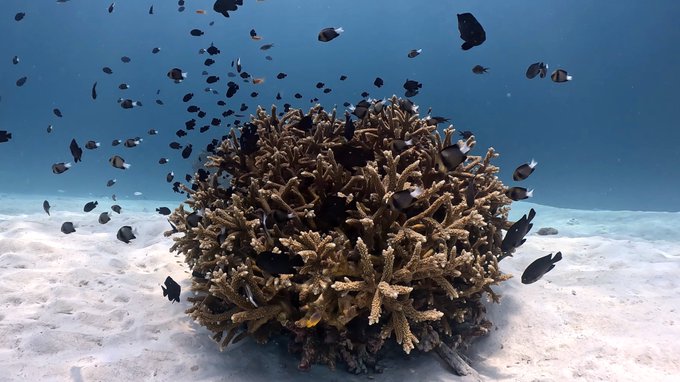 シミランで初めてのダイビングクルーズ！リチェリューロックの魚影がすごすぎる