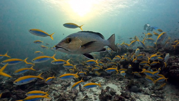 シミランで初めてのダイビングクルーズ!リチェリューロックの魚影がすごすぎる