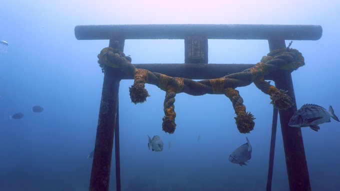 水中でミラーレス一眼レフカメラを使う!【カメラ設定解説、seafrog】