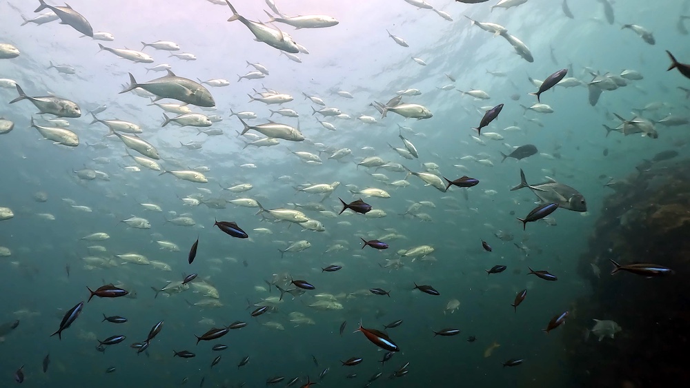 シミランで初めてのダイビングクルーズ!リチェリューロックの魚影がすごすぎる