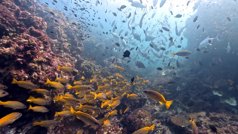 シミランで初めてのダイビングクルーズ!リチェリューロックの魚影がすごすぎる