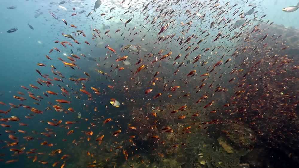 シミランで初めてのダイビングクルーズ!リチェリューロックの魚影がすごすぎる