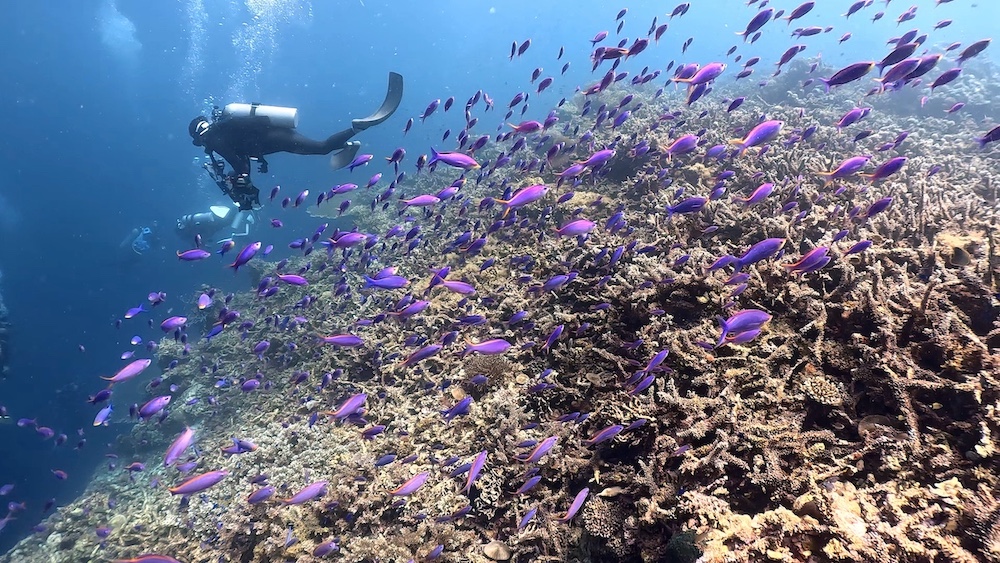 ボホールでダイビング!バリカサグでのギンガメアジに感激【フィリピン】